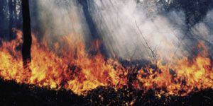 wpid-113_incendio.jpg