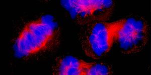 wpid-291_cell.jpg