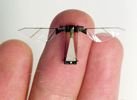wpid-9565_newrobofly.jpg