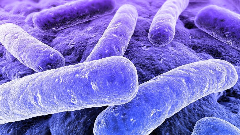 wpid-26952_legionella.jpg