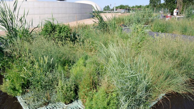 La foto 1, in apertura dell'articolo, rappresenta i reflui di industria casearia in vasca di equalizzazione a monte di un impianto di fitodepurazione