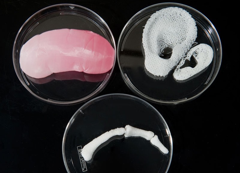Gli organi creati in 3d © Wake Forest Institute