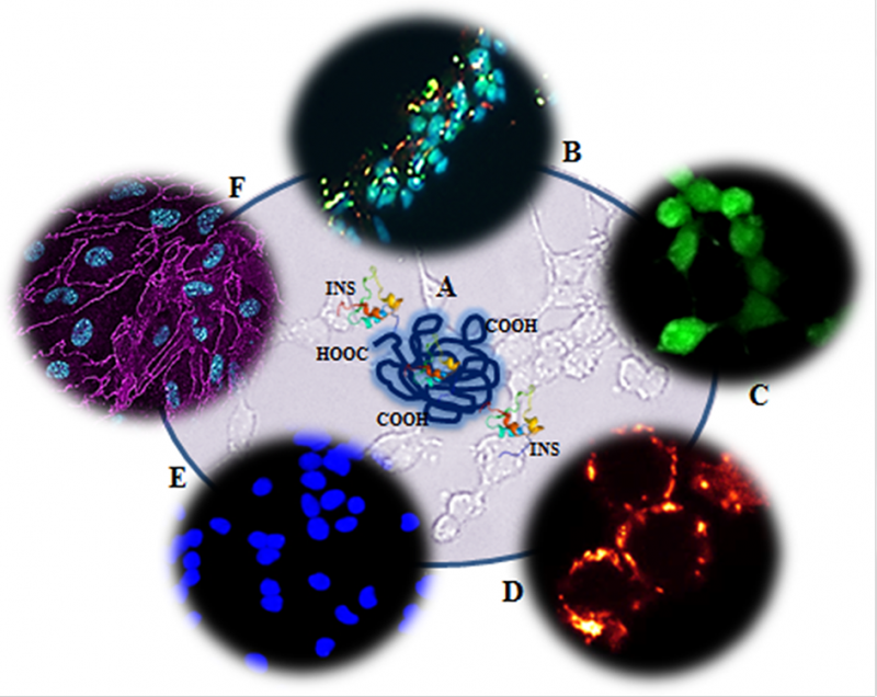 Il nanogel coniugato con l’insulina (A) si lega al recettore dell’insulina (B); è biocompatibile poiché non induce stress ossidativo (C), disfunzione mitocondriale (D) ed apoptosi (E); NG-In è capace di superare la barriera emato encefalica (F).
