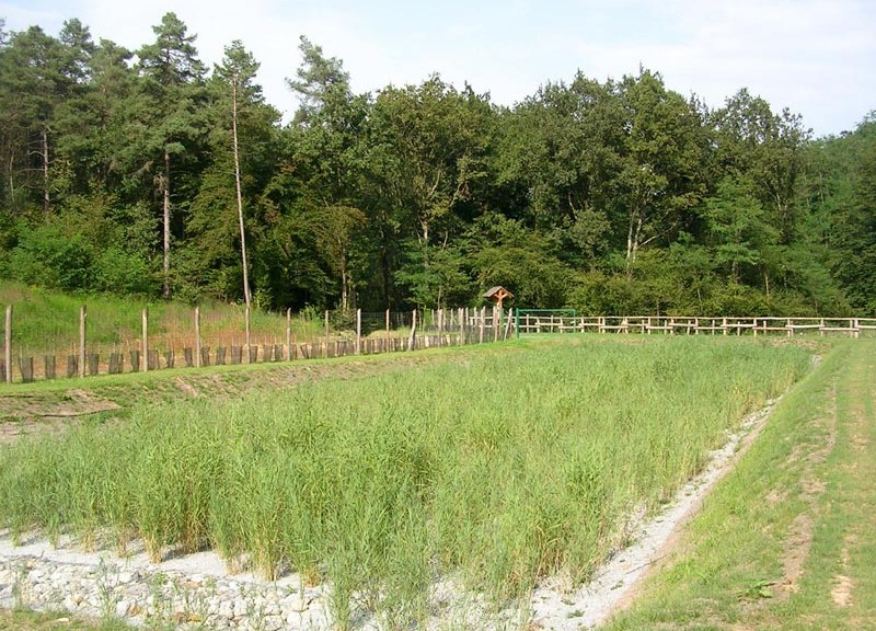 Impianto di Fitodepurazione - Pineta Appiano Gentile e Tradate nel comune di Venegono Inferiore (Varese) – foto: www.parcopineta.org