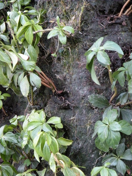 Fig 100-4