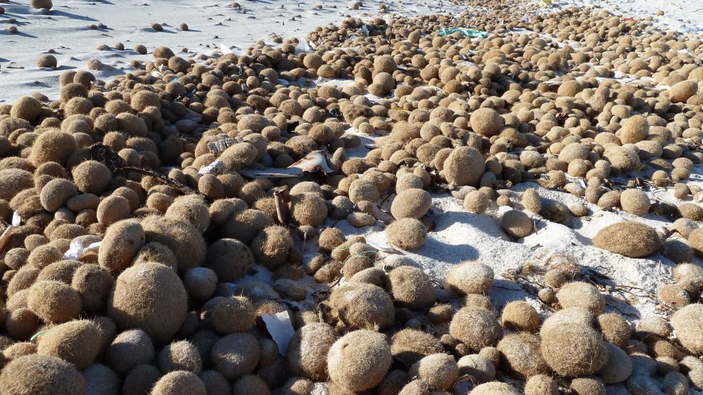 accumuli, sul litorale marino, di egagropoli in Posidonia oceanica (per gentile concessione di NeptuGmbH - NeptuTherm®)