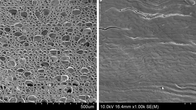 "super Legno" - legno non trattato (sx) e legno trattato (dx) - ingrandimenti - courtesy University of Maryland