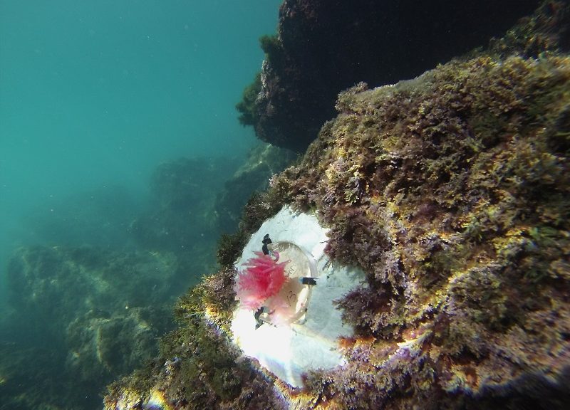 L'alga artificale Mimics