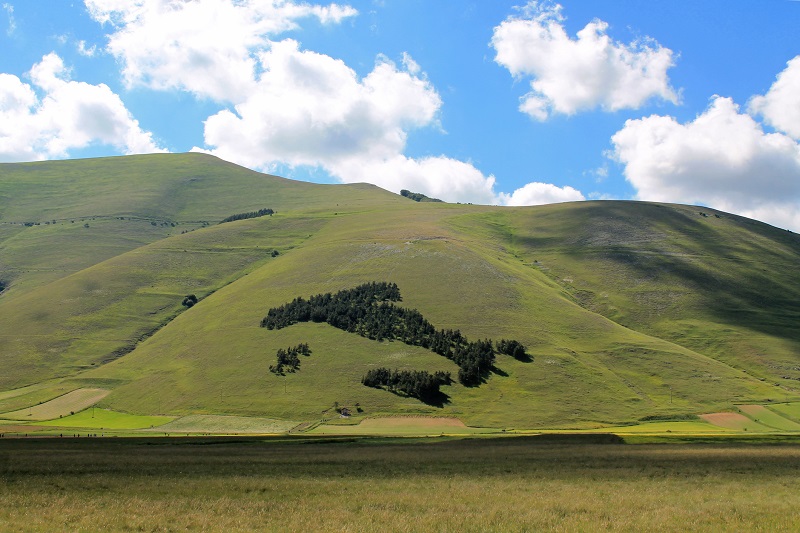 Il bosco a forma d'Italia a Castelluccio di Norcia