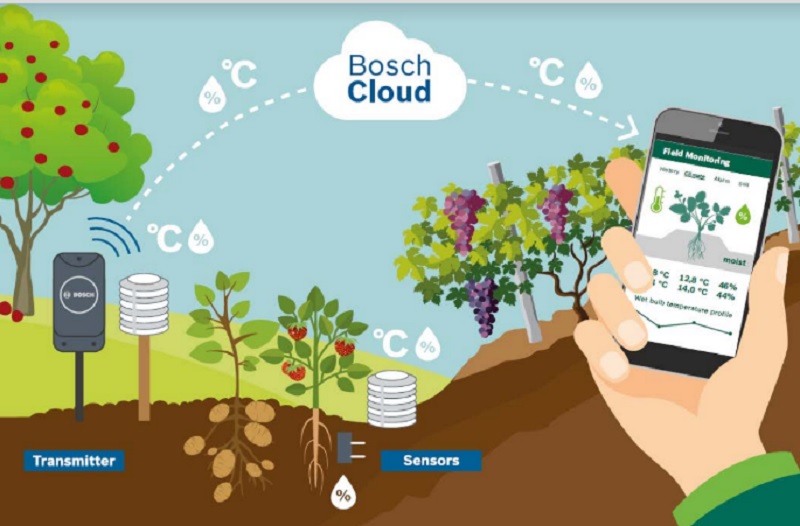 bosch_field_ortodomingo